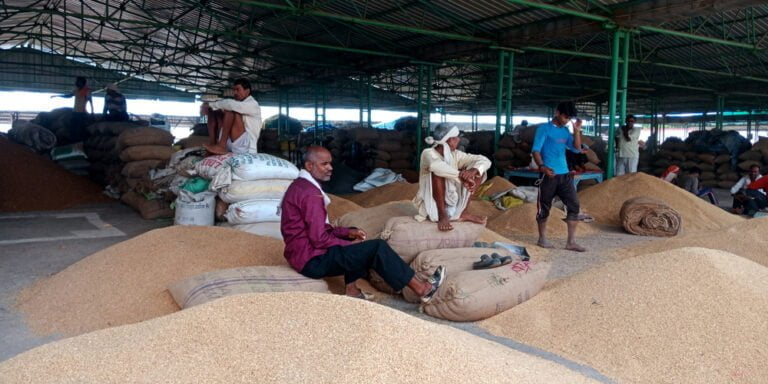 indičtí zemědělci sedící na polích s pšeničným obilím