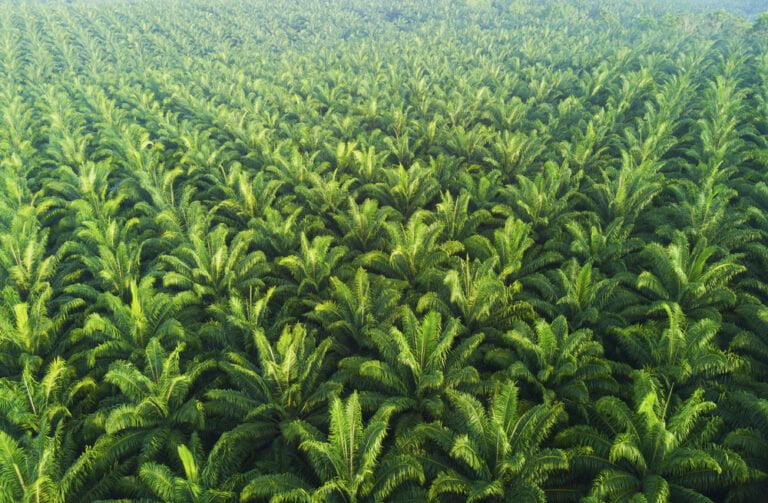 A view of palm plantations in East Asia.