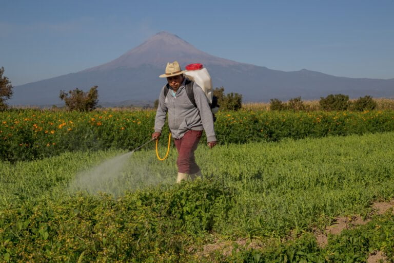 Pohled na mexického muže aplikujícího pesticidy na poli