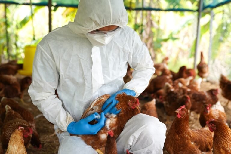 Ptačí chřipka, veterinář očkuje slepici proti viru Avian